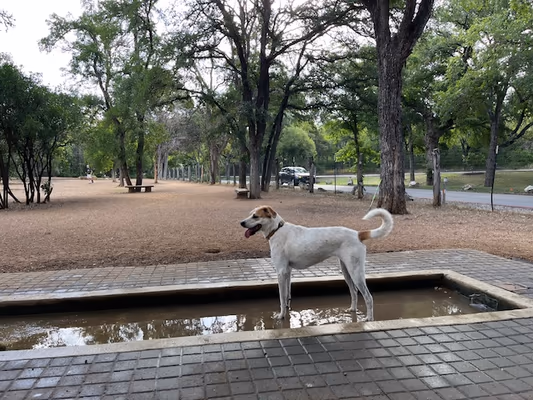 Dog Park at Olmos Basin Park